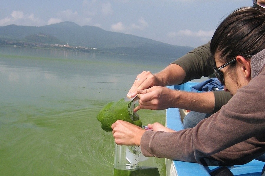 Thuốc tím được dùng để diệt tảo trong ao cá