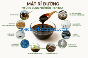mat-ri-duong-dung-de-lam-gi-10-ung-dung-pho-bien-hien-nay
