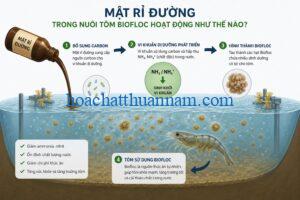 mat-ri-duong-trong-nuoi-tom-biofloc-hoat-dong-nhu-the-nao