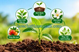 Các nhóm thuốc kích thích cây trồng và hoạt chất điều hòa sinh trưởng